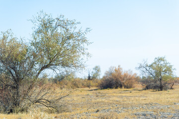 Autumn, Steppe. Prairies. Serenely nestled in the golden embrace of the autumn steppe, a lone tree stands like a stoic sentinel, whispering stories of time and endurance. Harmony of Nature