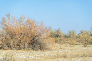 Autumn, Steppe. Prairies. Lost in the serene expanses of the autumn steppe, a lonely tree appears as a sublime reminder of the greatness of nature - a silent guardian,