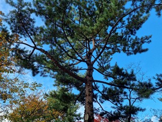 tree, sky, trees, nature, forest, pine, green, leaves, blue, branches, summer, landscape, sun, wood, woods, spring, leaf, branch, tall, clouds