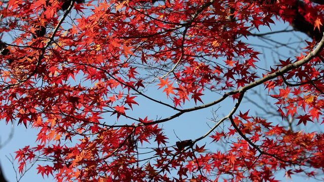 momiji