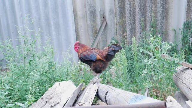 red black cock flaps its wings in the yard