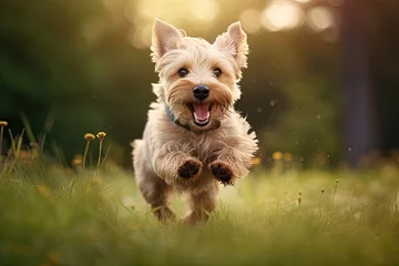 Rolgordijnen Happy and energetic dog enjoying outdoors. Cute and playful puppy purebred terrier runs and jumps in green meadow expressing pure happiness and excitement © Wuttichai