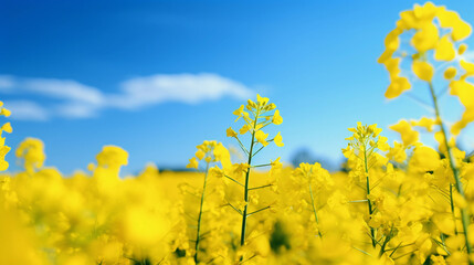菜の花と空、黄色い花畑と青空の春の風景