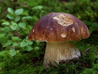 Edible wild mushroom Boletus edulis mushroom in moss in the forest. 