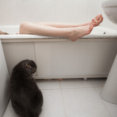 A gray cat of the Scottish fold breed sits in a bright bathroom and looks at the feet of the...