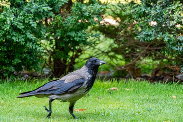 A Hooded crow (Corvus cornix) walking in a public park during late spring.
