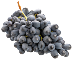 Black grapes isolated on white background, Black or Purple grape on White Background PNG File.