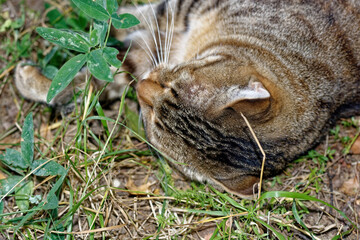 A well-fed cat lies on the grass