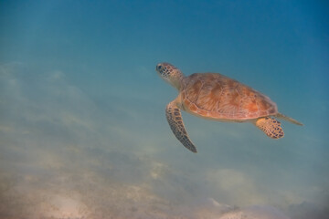 amazing little green sea turtle hovering through clear water during diving in the red sea