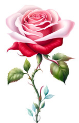 Fototapeta premium pink rose