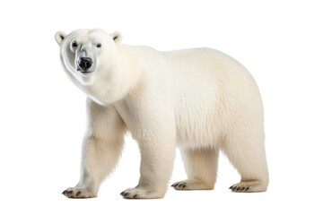 Arctic Monarch: The Majesty of Polar Bears in the North isolated on transparent background - obrazy, fototapety, plakaty