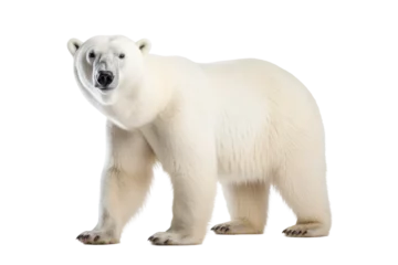 Stoff pro Meter Arctic Monarch: The Majesty of Polar Bears in the North isolated on transparent background © Cool Free Games