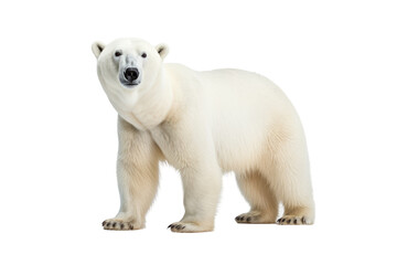 Tundra Titans: Polar Bears Roaming the Icy Wilderness isolated on transparent background - obrazy, fototapety, plakaty
