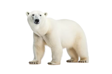 Tuinposter Tundra Titans: Polar Bears Roaming the Icy Wilderness isolated on transparent background © Cool Free Games