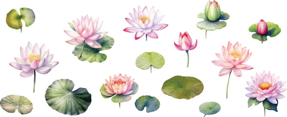 Set of light watercolor lily pads and lotus flowers isolated on white background. - obrazy, fototapety, plakaty