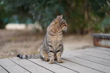 Naklejka premium portrait of a cat