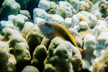 backside hawkfish  lying on corals and looking to other fishes