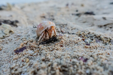 hermit crab in the fine sand from the beach