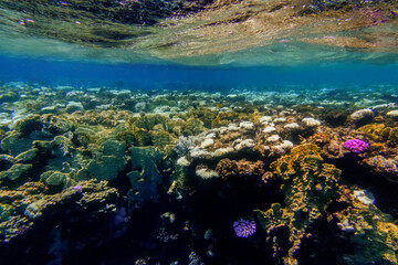 different colorful coral reef with reflections on the water surface with clear water in egypt