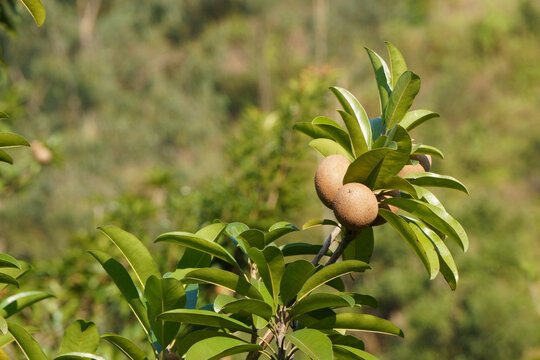 Close up of manilkara zapota fruit on tree