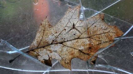 Nursery web spider (Pisaura mirabilis) sitting on dry leaf in a shattered window