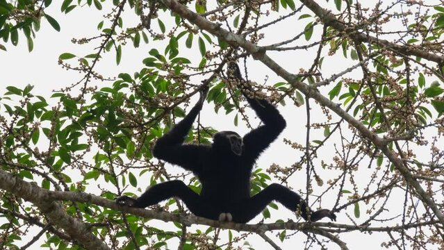 Hanging with both hands, legs spreading on the branch to create balance but also brave enough to display his white genitals as symbol of its future, Pileated gibbon Hylobates pileatus, Thailand