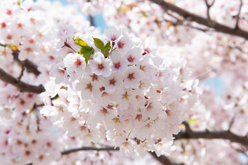 Sakura