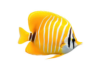 Ocean Jewels: The Enchanting Presence of Butterfly Fish isolated on transparent background