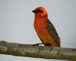 Madagascar fody on frangipani brunch, Mahe, Seychelles