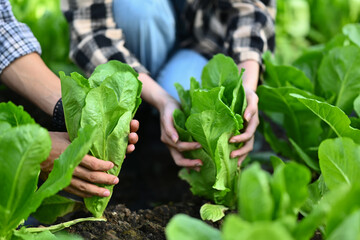 Farmers during harvesting of green lettuce in greenhouse. Eco farming, gardening and agribusiness concept