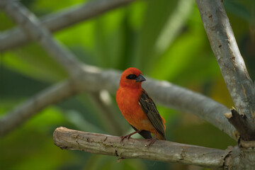 Madagascar fody on frangipani brunch, Mahe, Seychelles