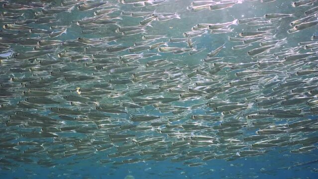 Large accumulation of Sprats swimming under surface of blue water on shallow water on bright sunny day in sunbeams, Backlighting (Contre-jour) Slow motion