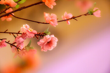 pink cherry blossom
