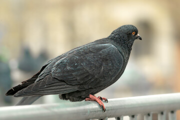 pigeon sitting on the stone