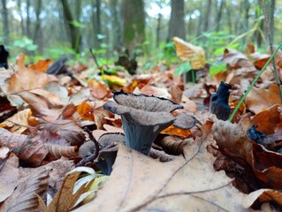 A black mushroom in the shape of a watering can in a fallen yellow leaf. Black chanterelle edible mushroom in the forest in autumn. Autumn theme of mushroom picking and hobby.