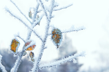 Winter background. tree branch with dry leaves covered snow crystals close up. winter season, frosty cold weather. beautiful gentle winter landscape with frozen branch in hoar frost
