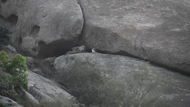 Leopard elegantly sitting on top of a rock in Jawai