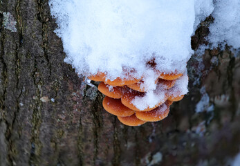 Samtfussrübling (FLAMMULINA VELUTIPES) mit Schneehaube © Gerhard