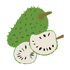 Hand drawn illustration, soursop fruit, also called graviola, guyabano or Annona muricata.