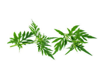 Ragweed plant in allergy season isolated on white background