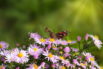 Butterfly, Aglais urticae, on a flower symphyotrichum novi-belgii, on a sunny autumn day