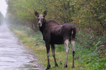 Łoś, duże zwierzę. © Blaszko