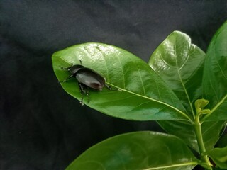 A coconut rhinoceros beetle  on leaves closeup on black background , photo taken in Malaysia