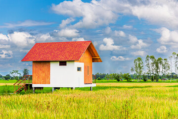 house in rice field  green rice field and cloudy blue sky. beautiful landscape in thailand.