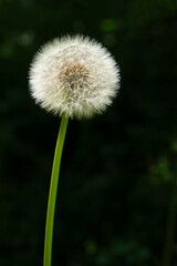 A perfect white dandelion or Taraxacum seed head on a long stem against a dark background. Image withe copy space.