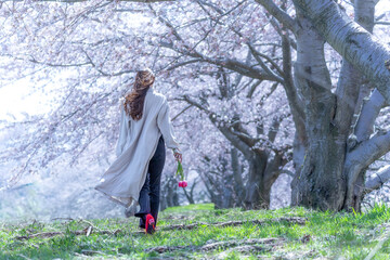 チューリップを一輪持ち、桜並木を歩く女性の後ろ姿。