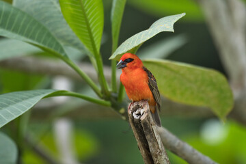 Madagascar fody on frangipani brunch, Mahe, Seychelles