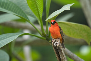 Madagascar fody on frangipani brunch, Mahe, Seychelles