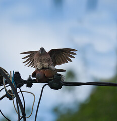 Common pigeon mating on electric power line cables, Mahe, Seychelles