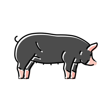 berkshire pig breed color icon vector. berkshire pig breed sign. isolated symbol illustration